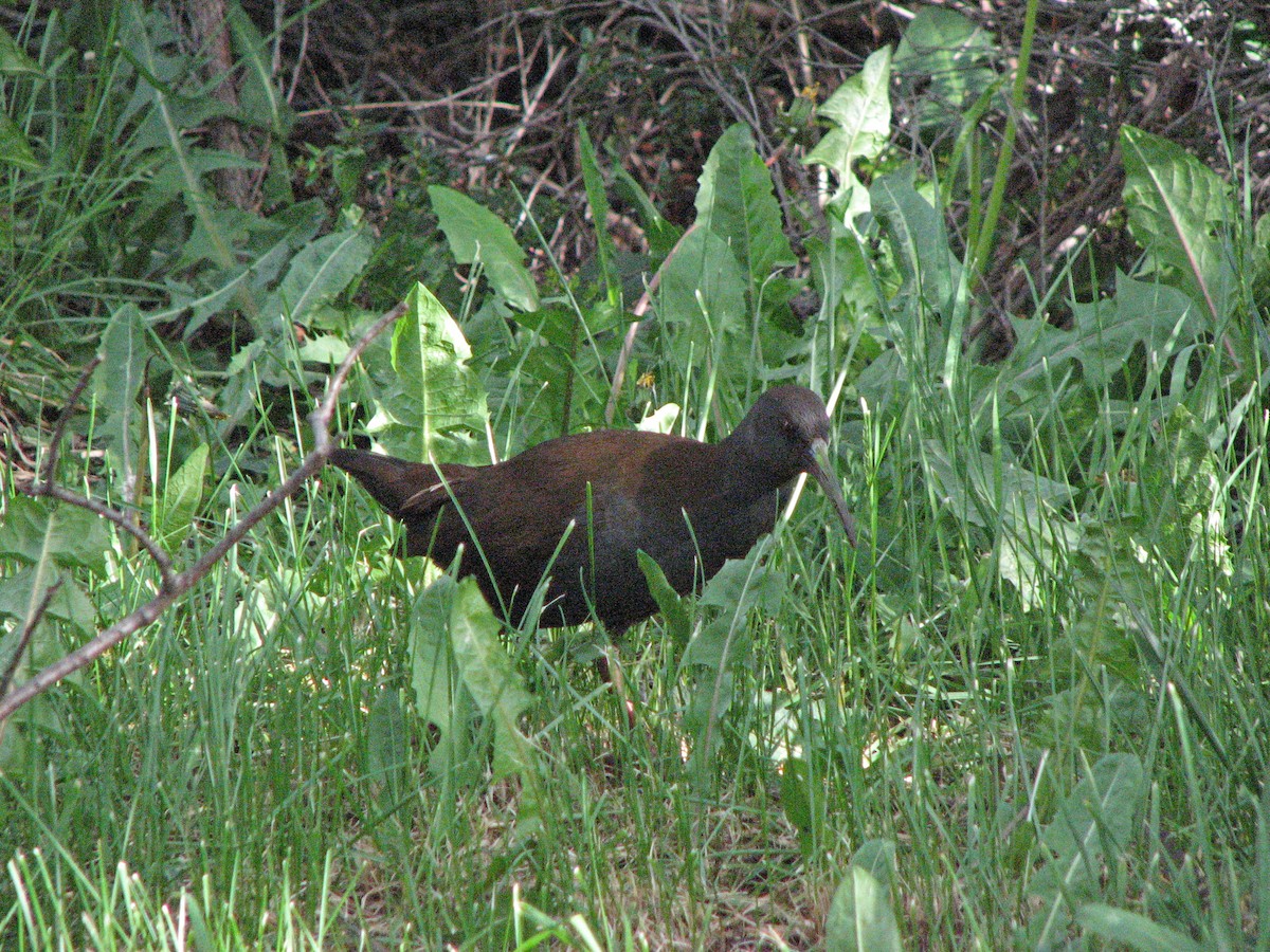 Plumbeous Rail - ML516810461