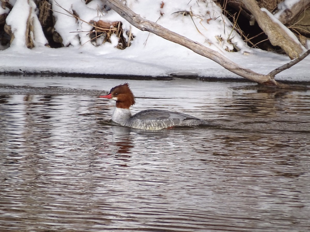 Common Merganser - Beverley Lynn