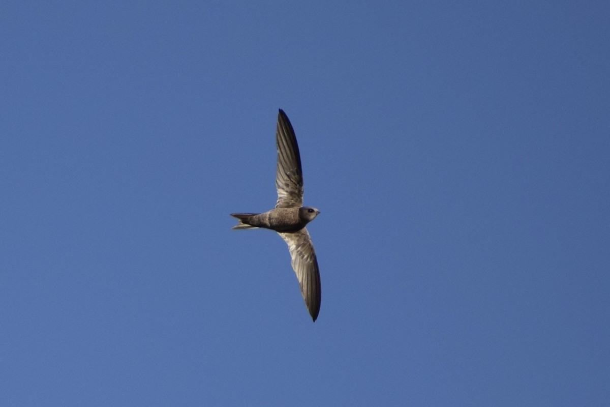 Bradfield's Swift - Jacob Henry