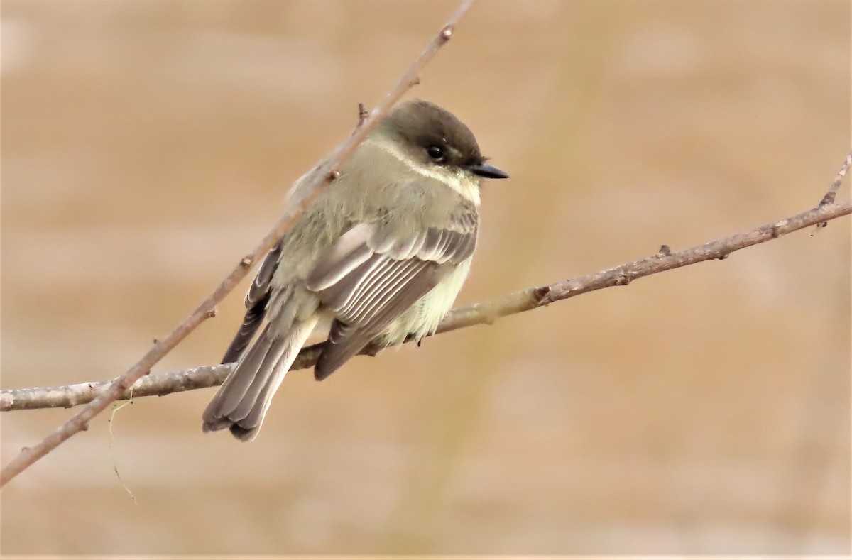 Eastern Phoebe - ML516812521