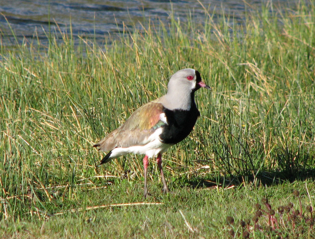 Southern Lapwing - Roger Robb