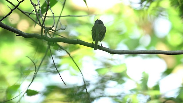 Northern Bentbill - ML516813