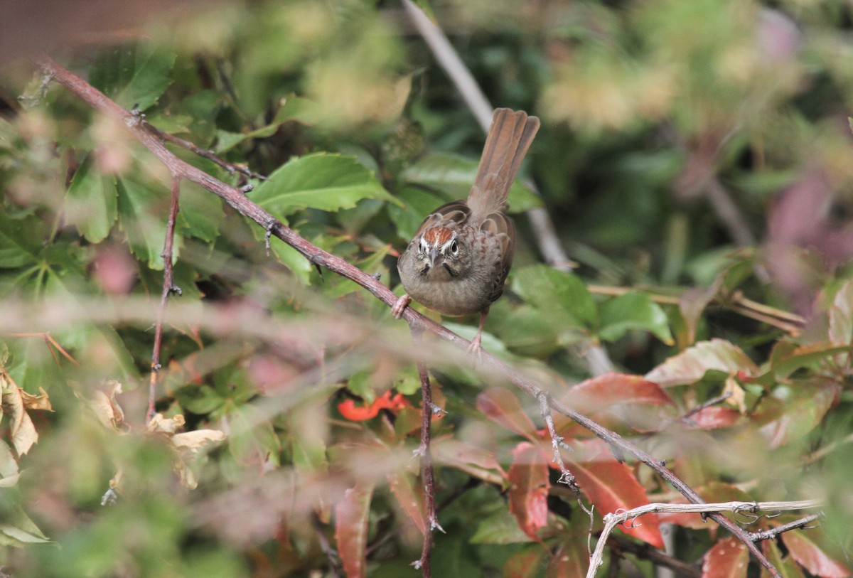 Rufous-crowned Sparrow - ML516813621