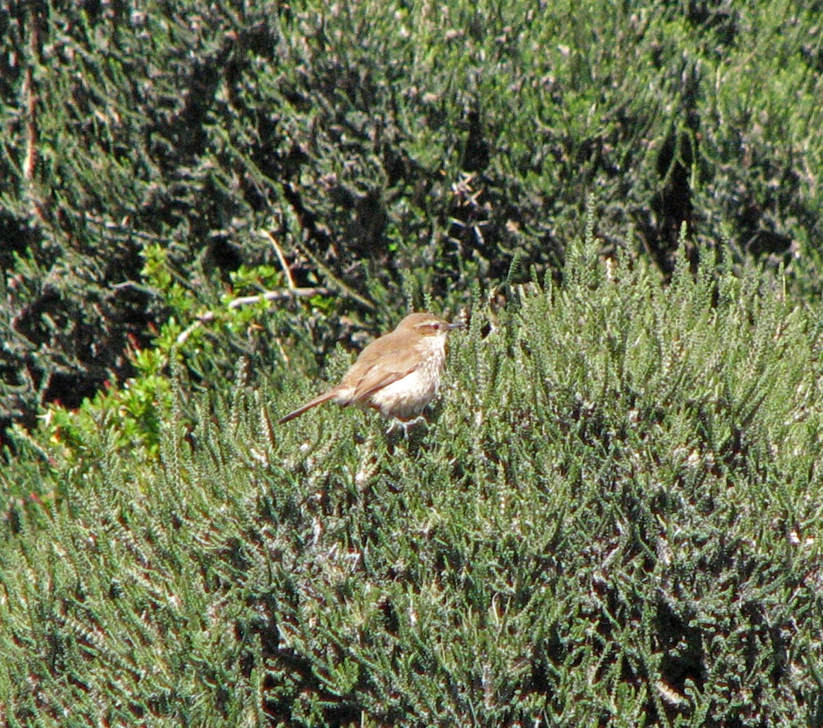 Bandurrita Patagona - ML516813801