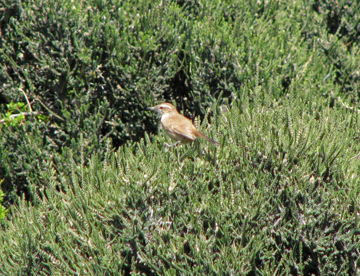 Band-tailed Earthcreeper - ML516813821