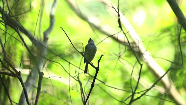 Northern Bentbill - ML516814