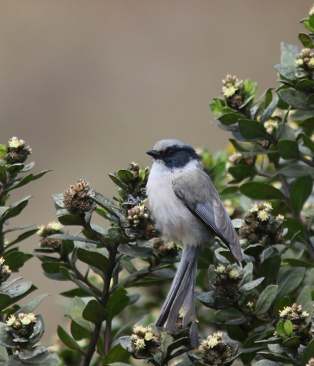 Bushtit (melanotis Group) - ML516814071