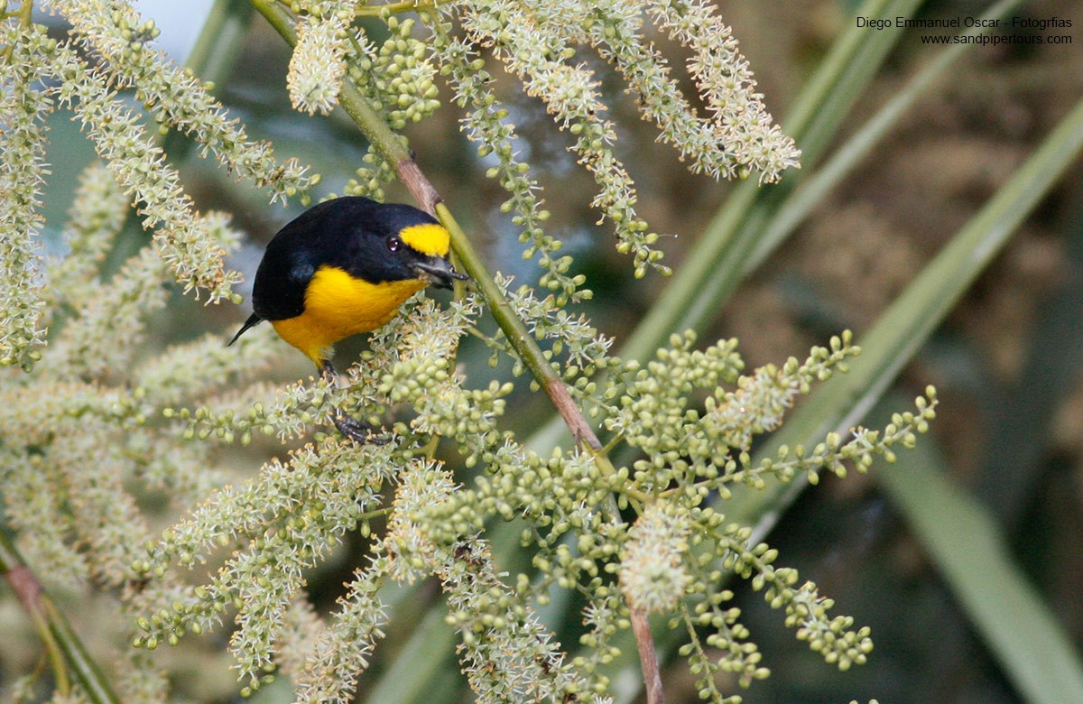 Yellow-throated Euphonia - Diego Oscar / Sandpiper Birding & Tours
