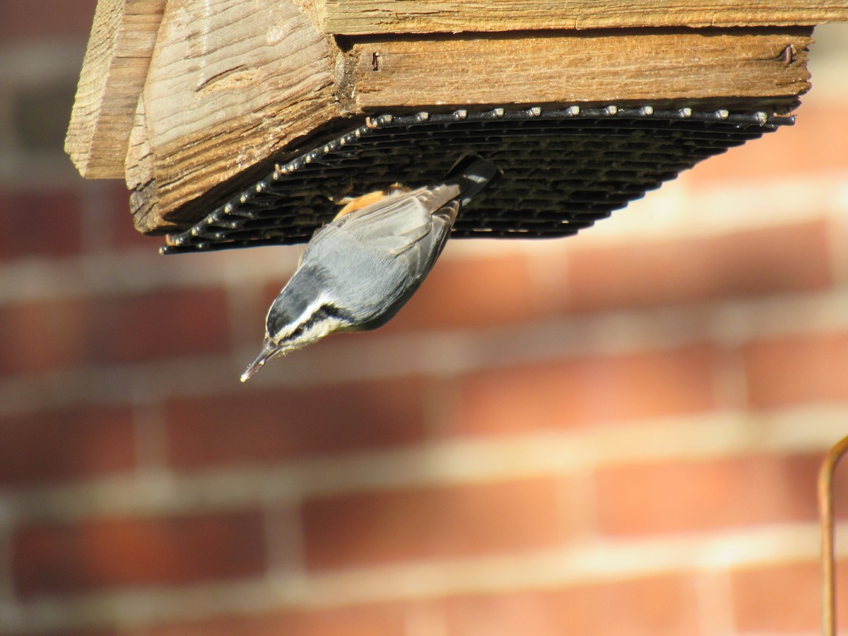 Red-breasted Nuthatch - Donna Sullivan