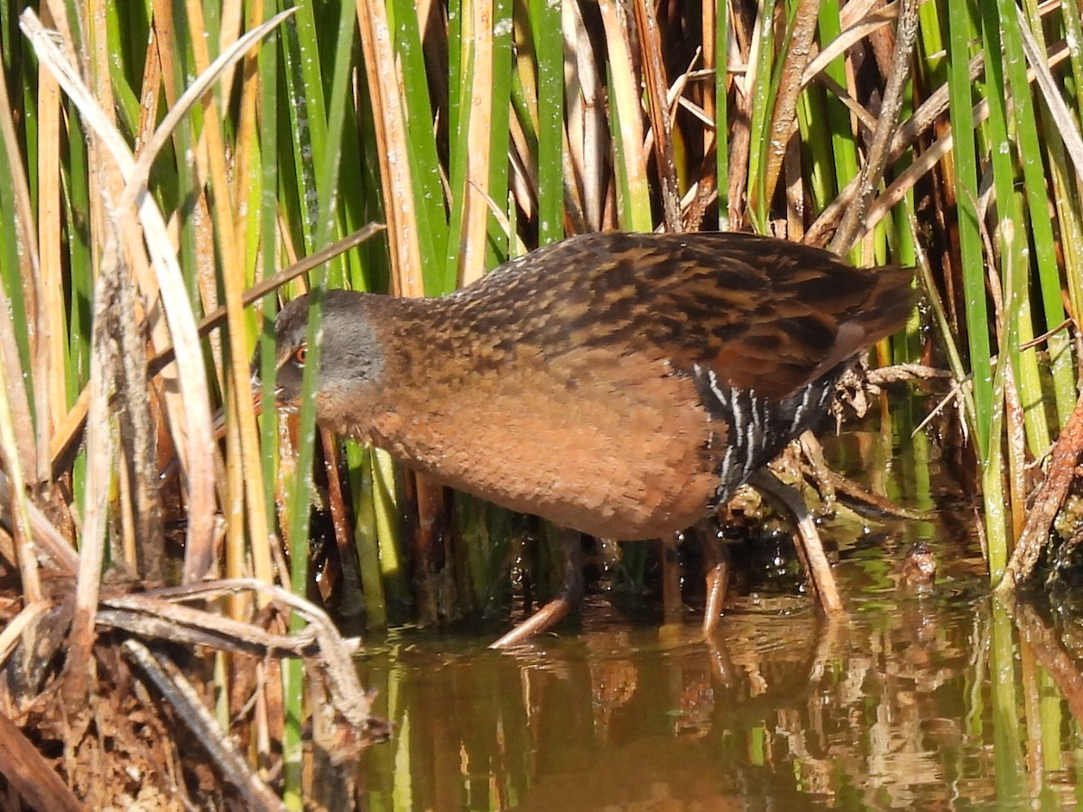 Virginia Rail - ML516815431