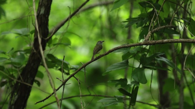 Northern Bentbill - ML516819