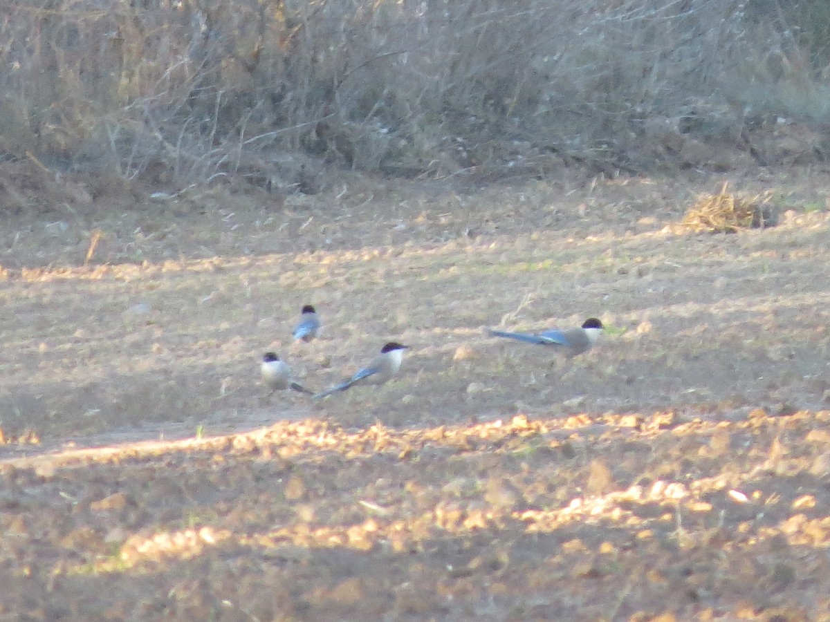 Iberian Magpie - ML516819721