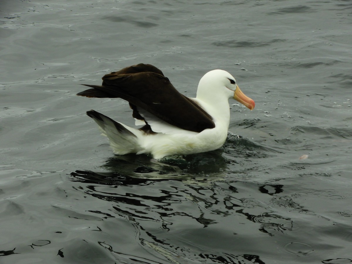 Albatros à sourcils noirs - ML516821531