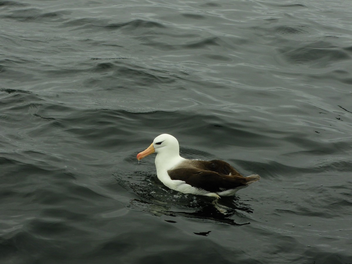 Albatros à sourcils noirs - ML516821551