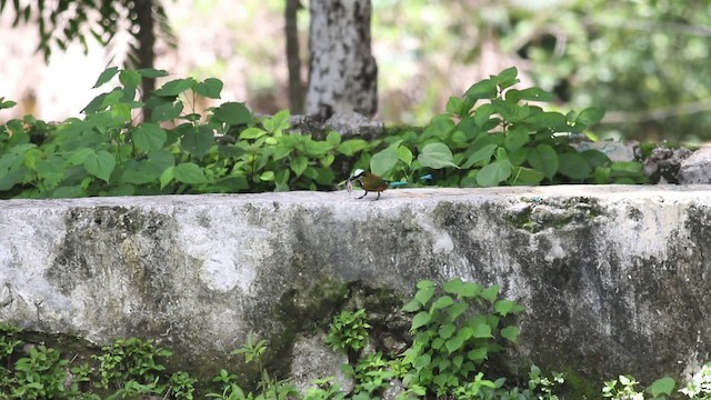 Turquoise-browed Motmot - ML516822