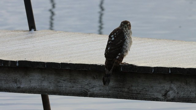 Cooper's Hawk - ML516822821