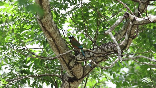 Turquoise-browed Motmot - ML516823