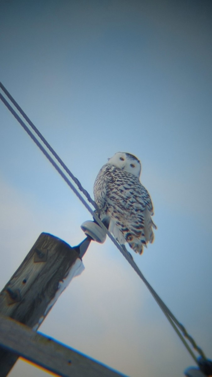 Snowy Owl - ML516823001