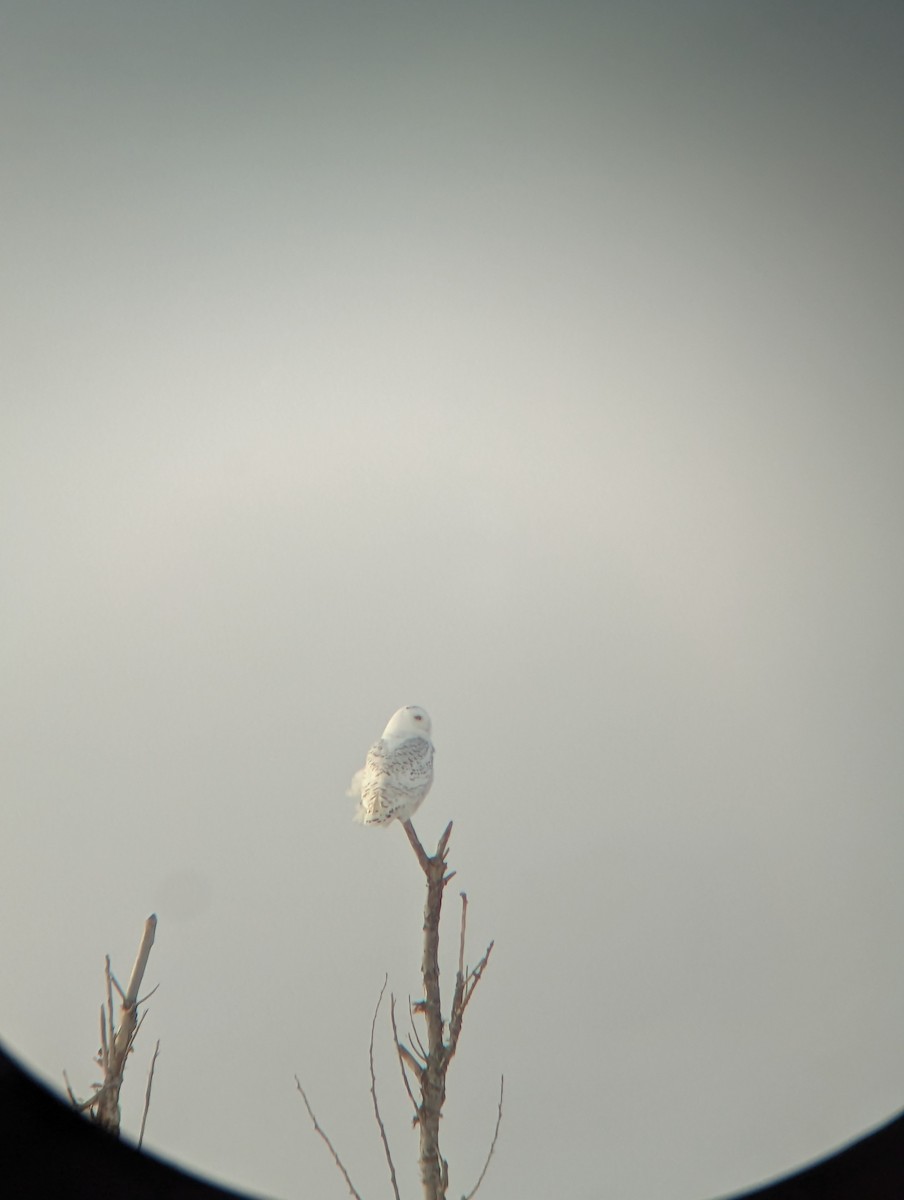 Snowy Owl - ML516823011