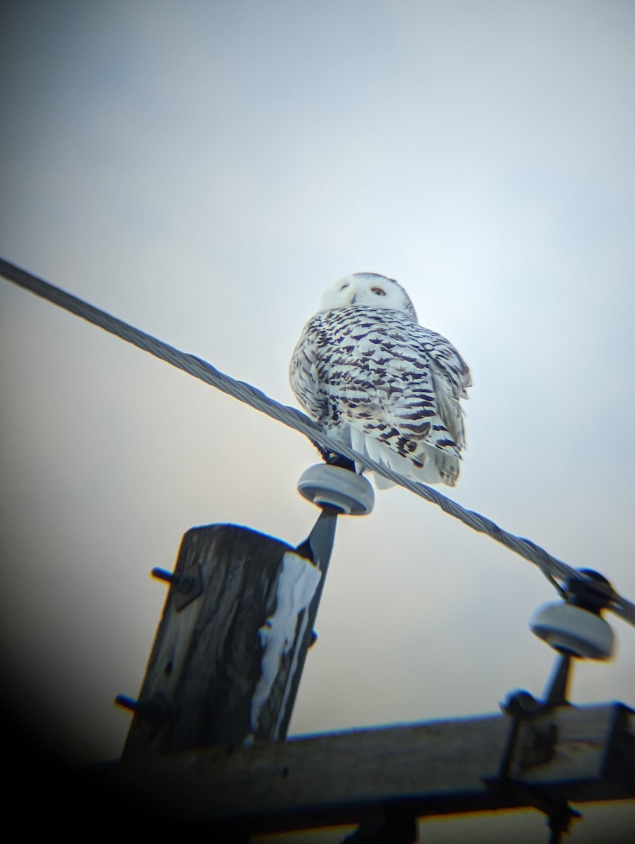 Snowy Owl - ML516823021