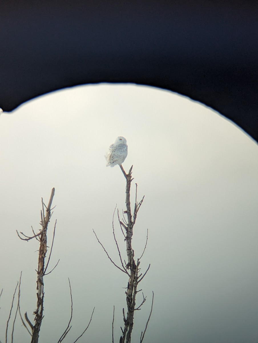 Snowy Owl - ML516823031