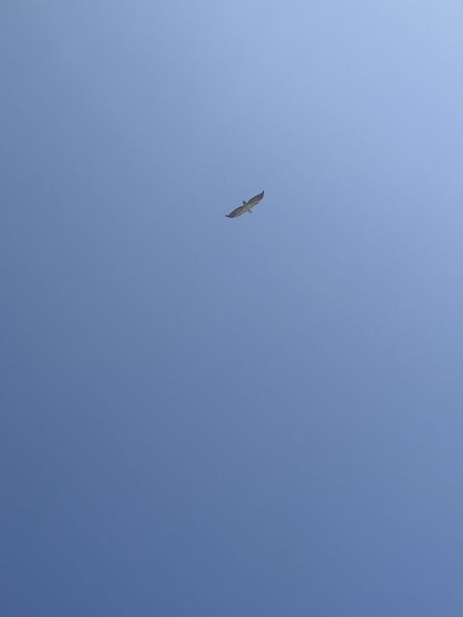 White-bellied Sea-Eagle - ML516823941