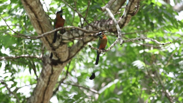 Motmot à sourcils bleus - ML516825