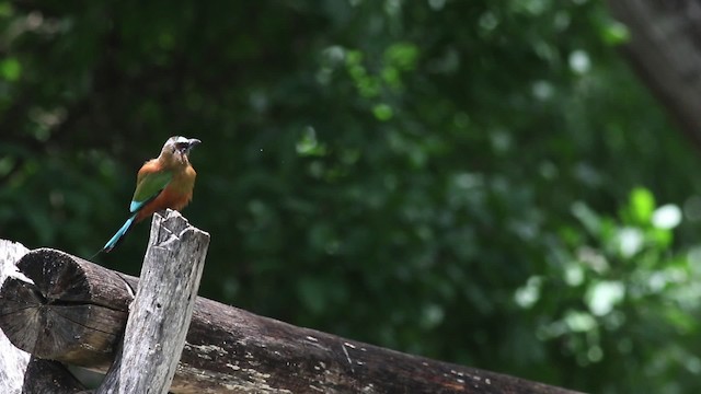 Turquoise-browed Motmot - ML516826