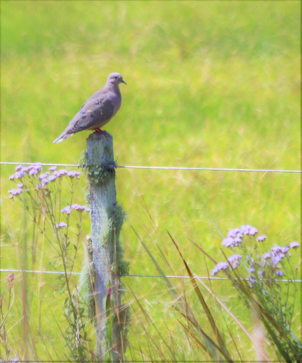 Eared Dove - ML51682601