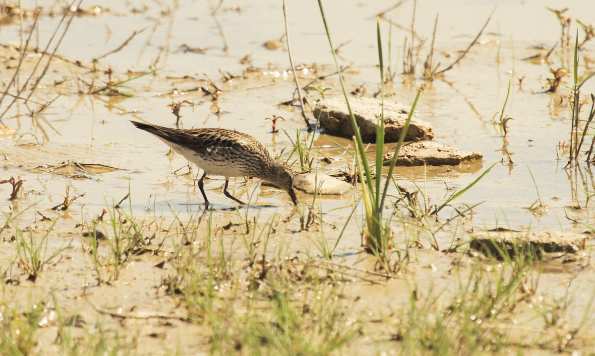 Weißbürzel-Strandläufer - ML516826121