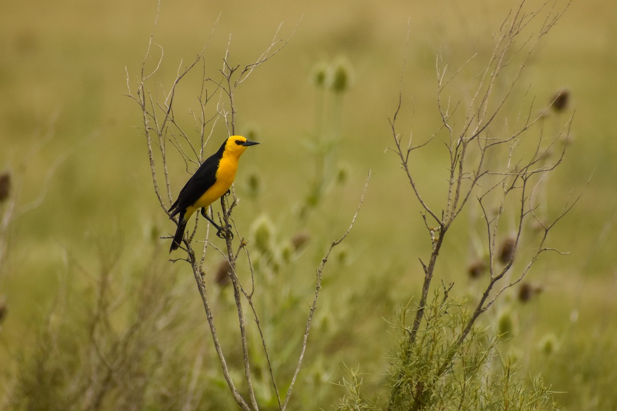 Saffron-cowled Blackbird - ML516826601