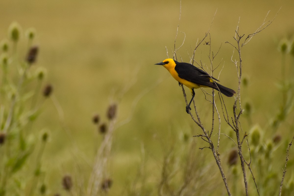 Saffron-cowled Blackbird - ML516826611