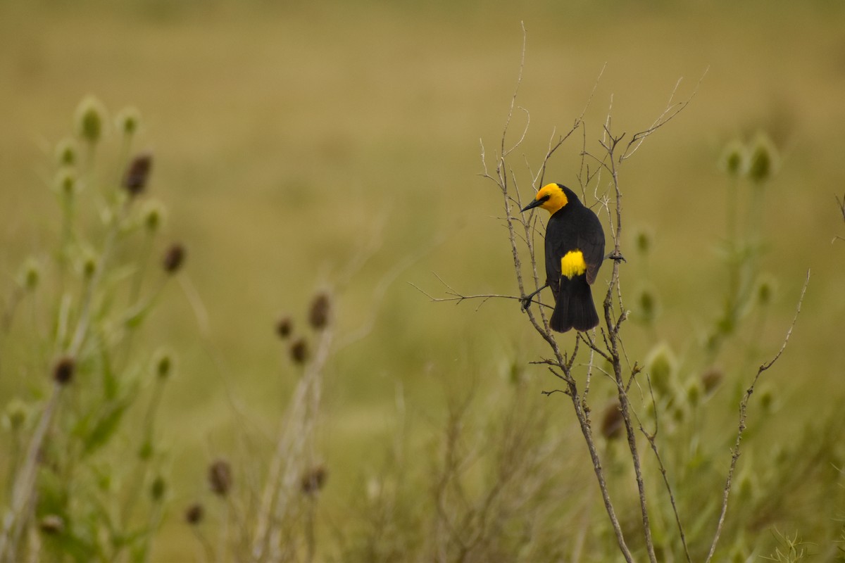 Saffron-cowled Blackbird - ML516826631