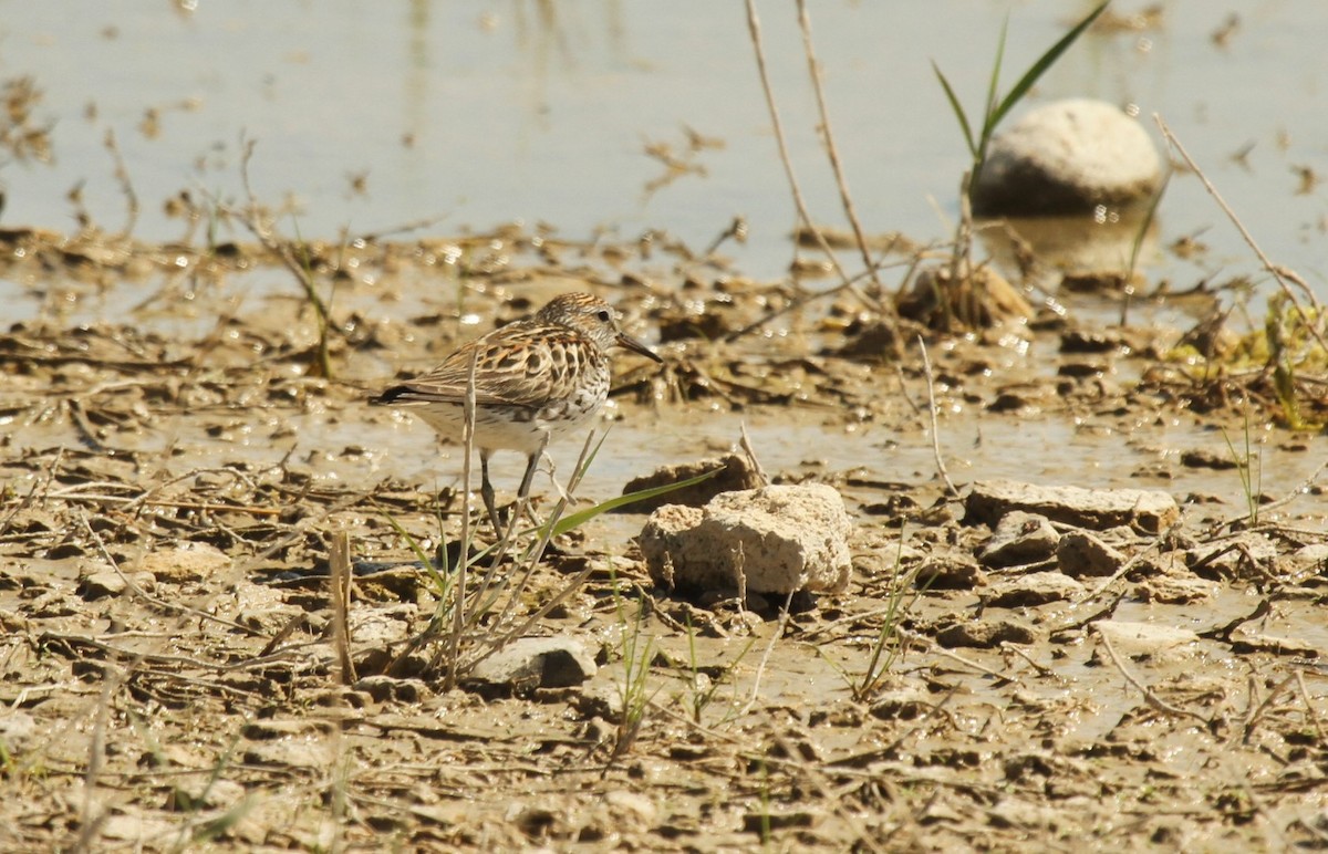 White-rumped Sandpiper - ML516826861