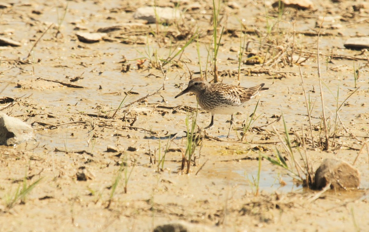 White-rumped Sandpiper - ML516826871