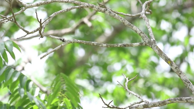 Turquoise-browed Motmot - ML516827