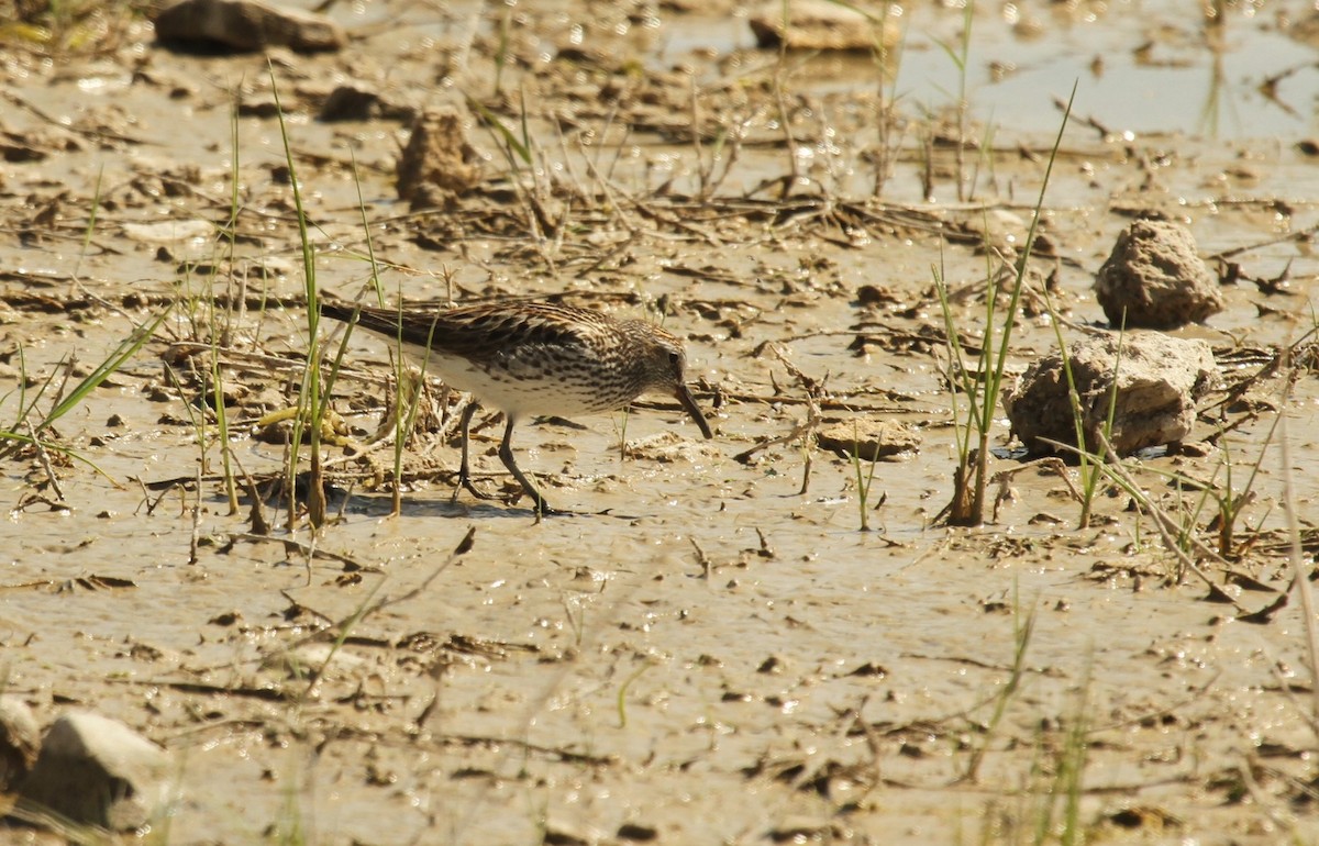 Weißbürzel-Strandläufer - ML516827091