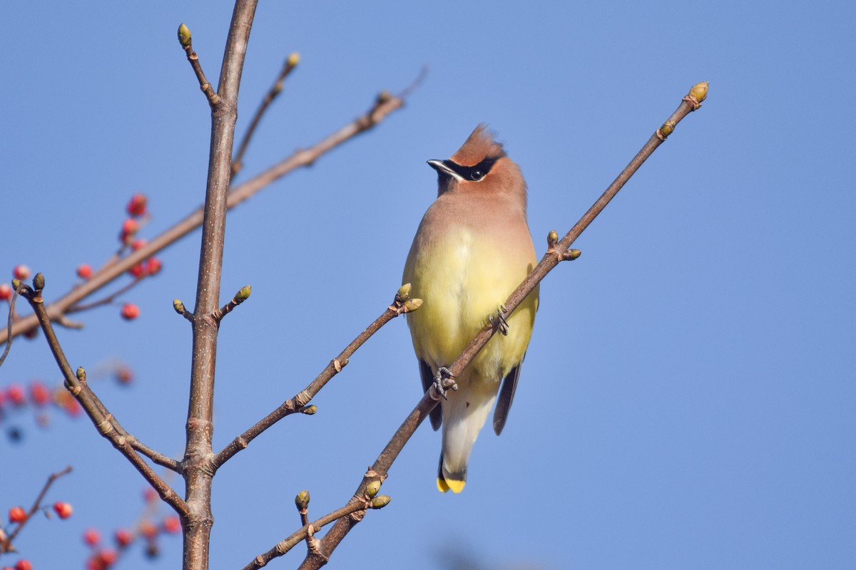 Cedar Waxwing - ML516827401