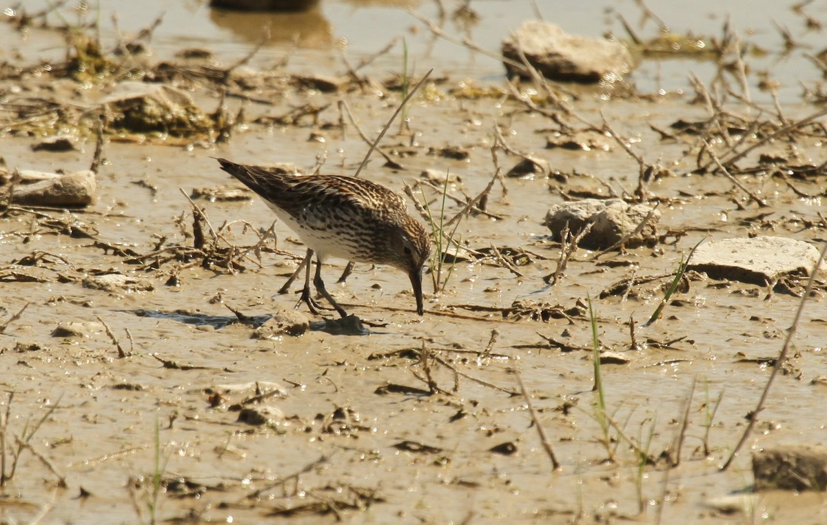 Weißbürzel-Strandläufer - ML516827791