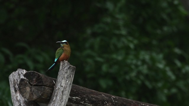 Motmot à sourcils bleus - ML516828