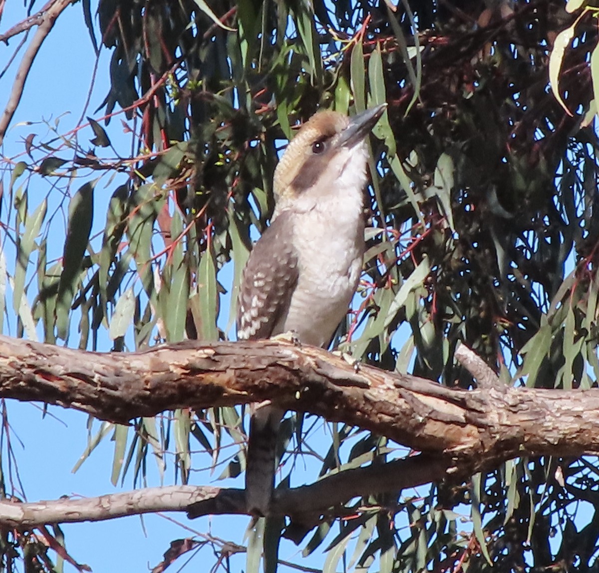 Laughing Kookaburra - ML516828391