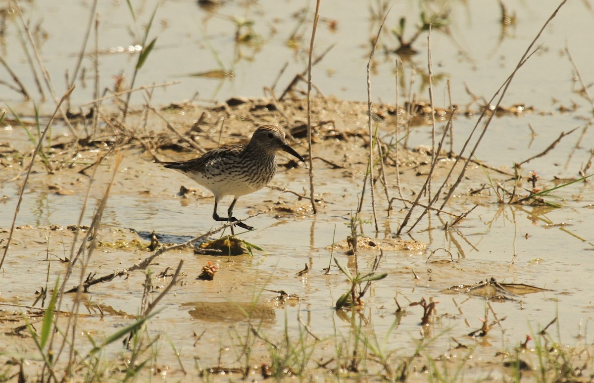 Weißbürzel-Strandläufer - ML516828521