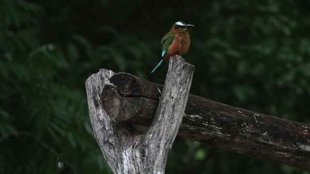 Motmot à sourcils bleus - ML516829