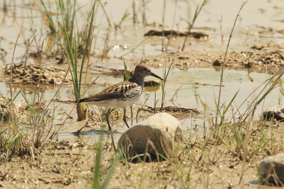 White-rumped Sandpiper - ML516829001