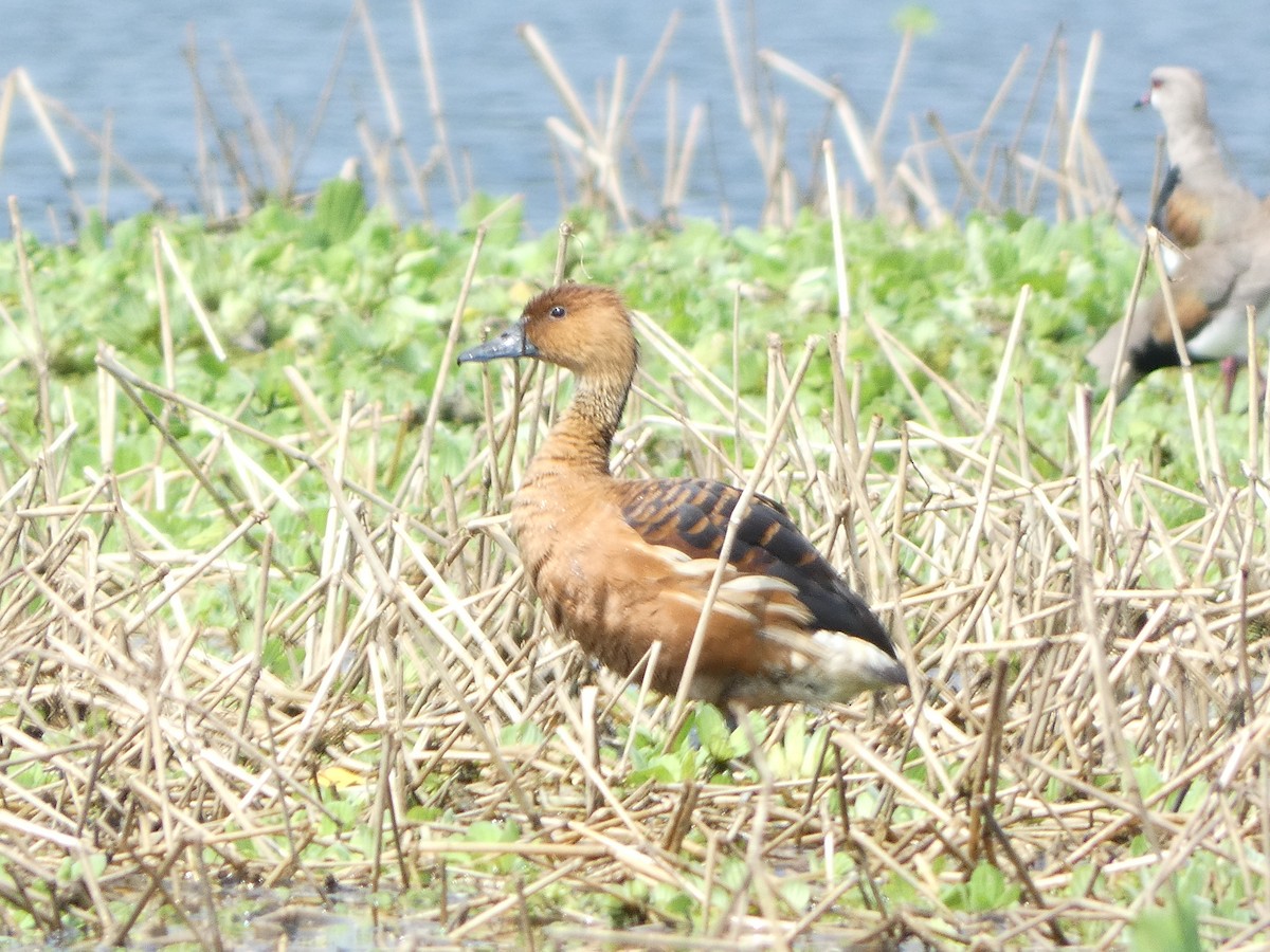 Fulvous Whistling-Duck - ML516829051