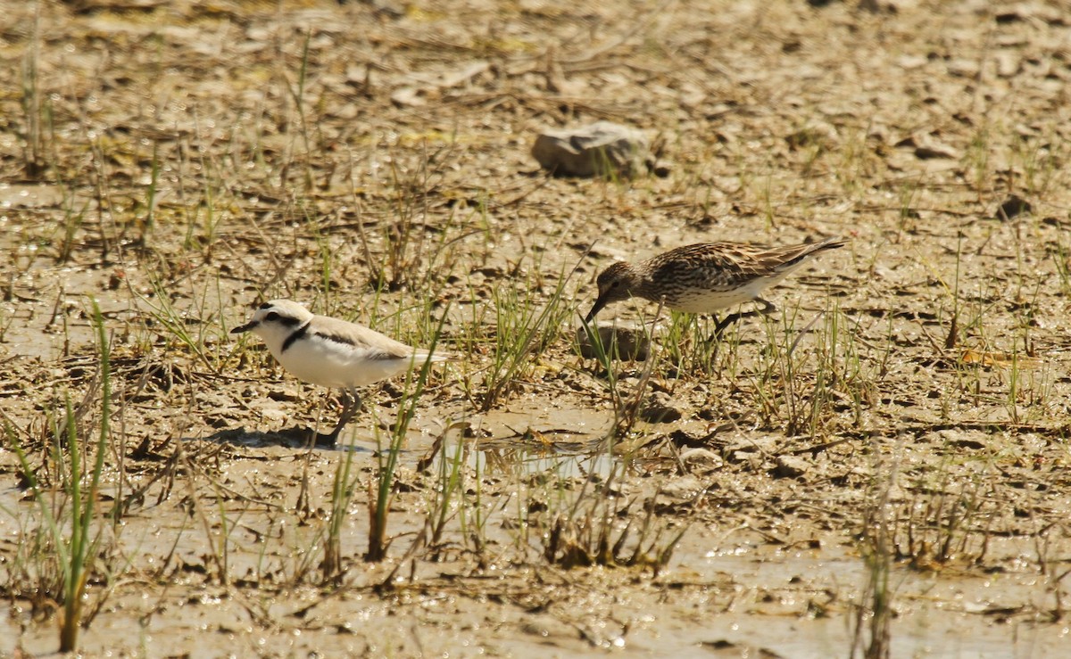 White-rumped Sandpiper - ML516829431