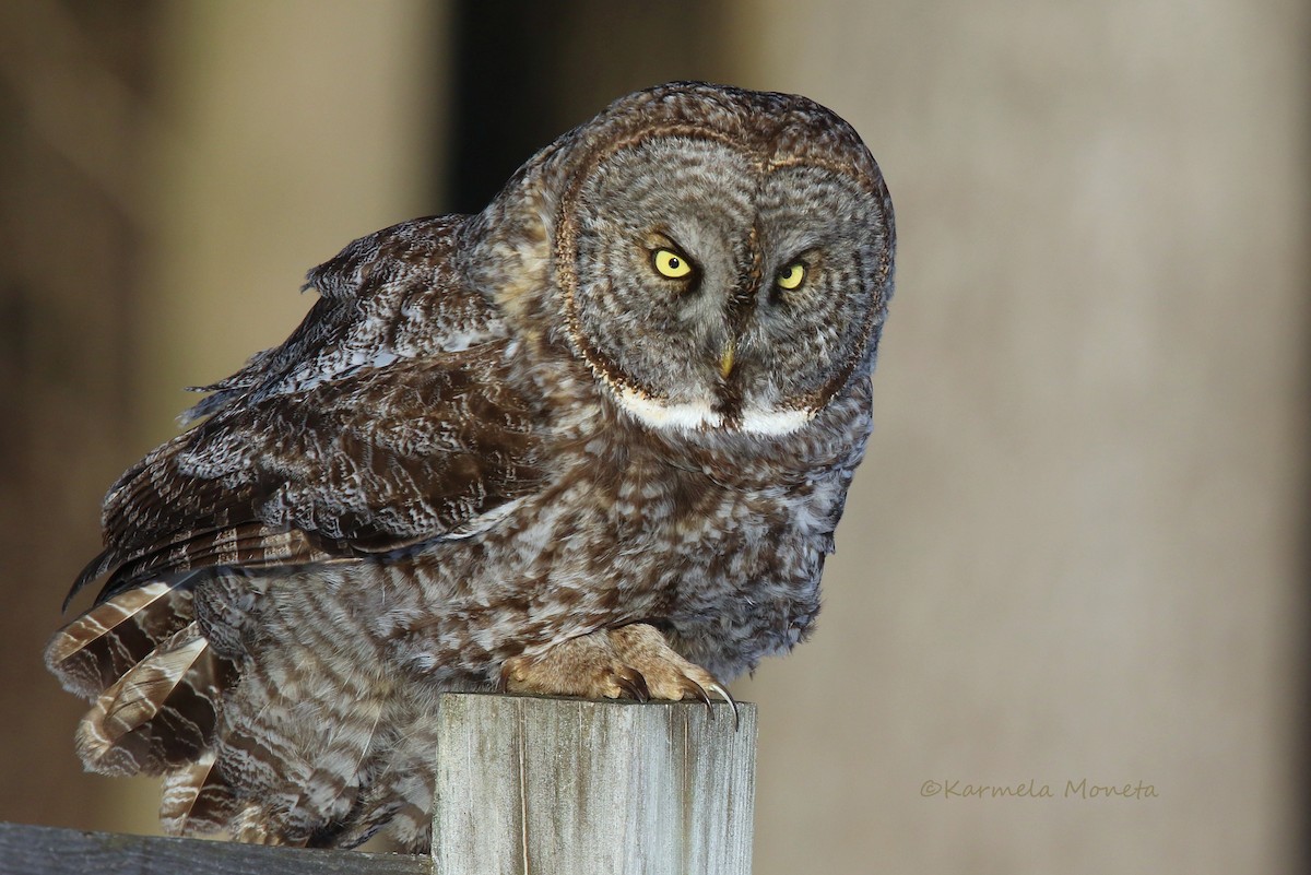 Great Gray Owl - ML51682961