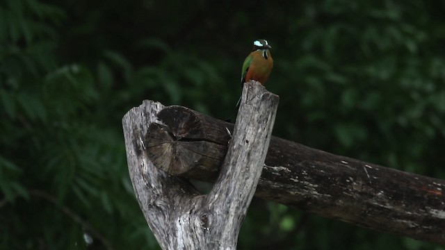 Motmot à sourcils bleus - ML516830