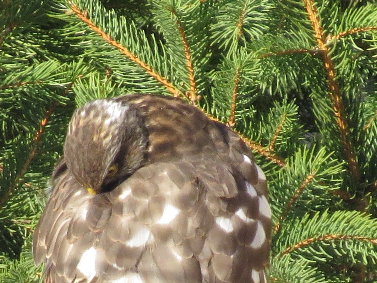 Eurasian Sparrowhawk - ML516830231