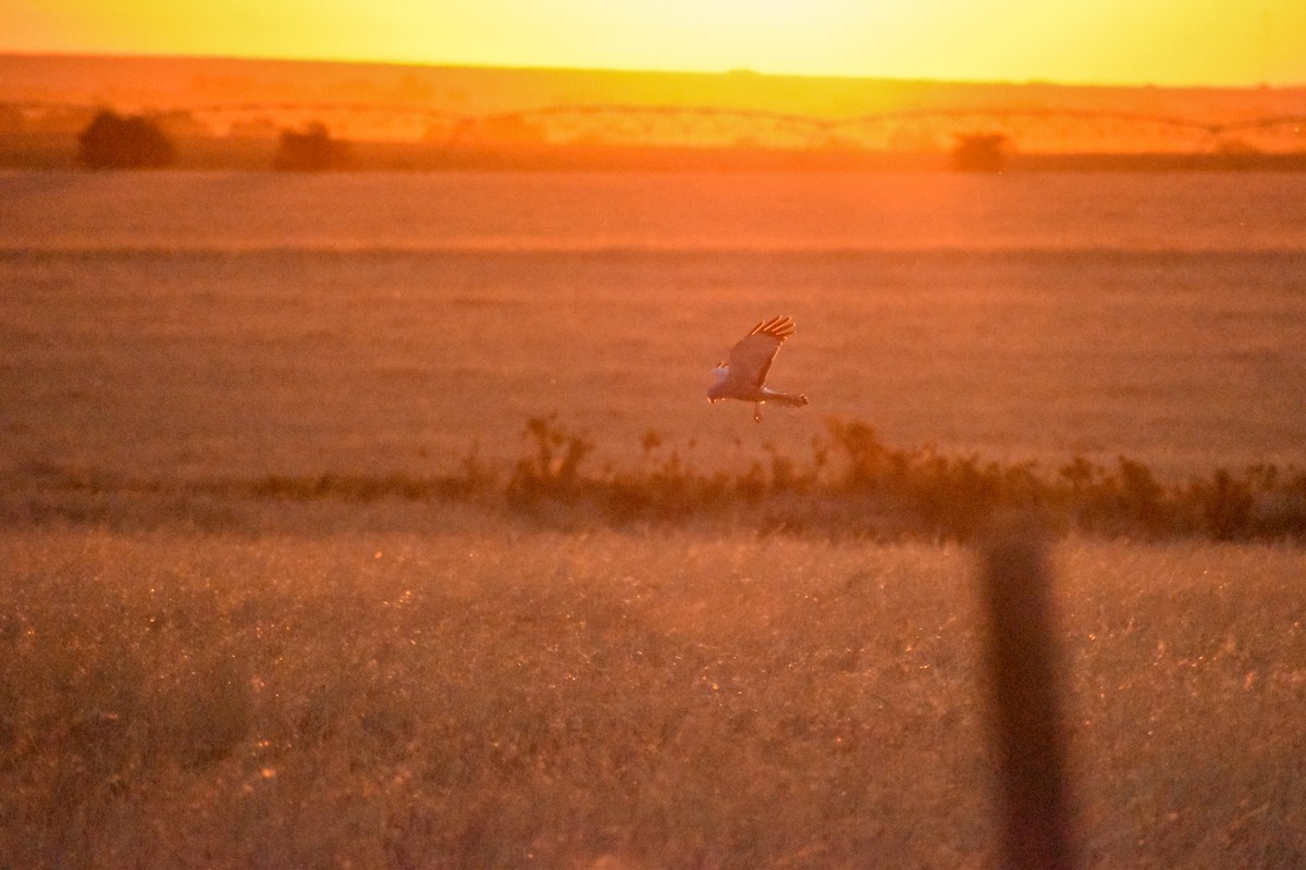 Cinereous Harrier - ML516830581